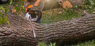 Best Tree Maintenance Programs  in Eastwood, LA