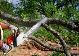 Best Storm Damage Tree Cleanup  in Eastwood, LA