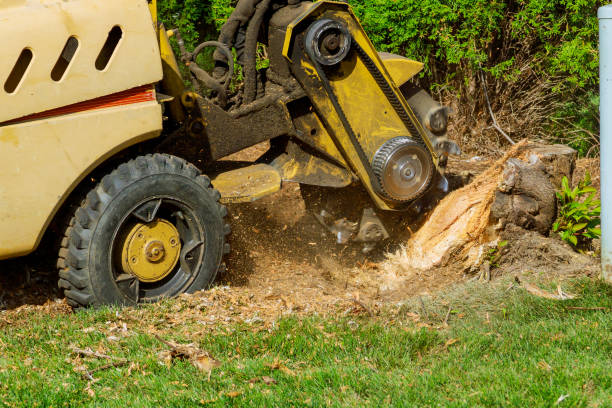 Best Tree and Shrub Care  in Eastwood, LA