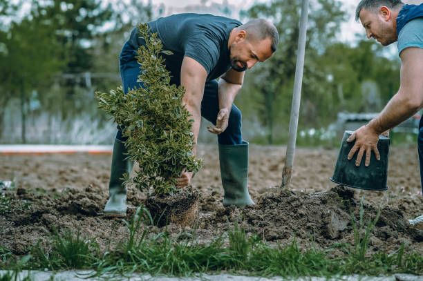 Best Utility Line Clearance  in Eastwood, LA