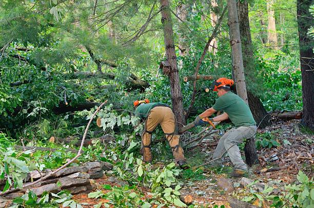 Best Root Management and Removal  in Eastwood, LA