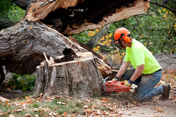 Best Seasonal Cleanup (Spring/Fall)  in Eastwood, LA