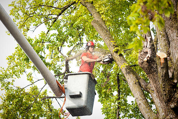 Best Tree Removal  in Eastwood, LA