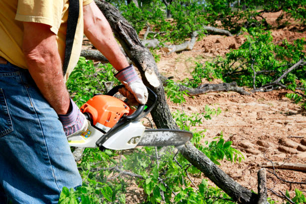 Best Tree Cabling and Bracing  in Eastwood, LA